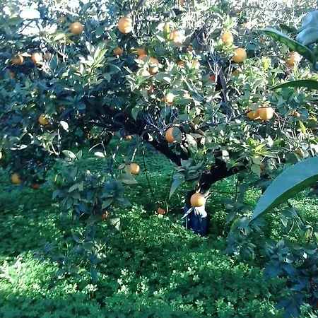 I Gelsi Francavilla Marittima